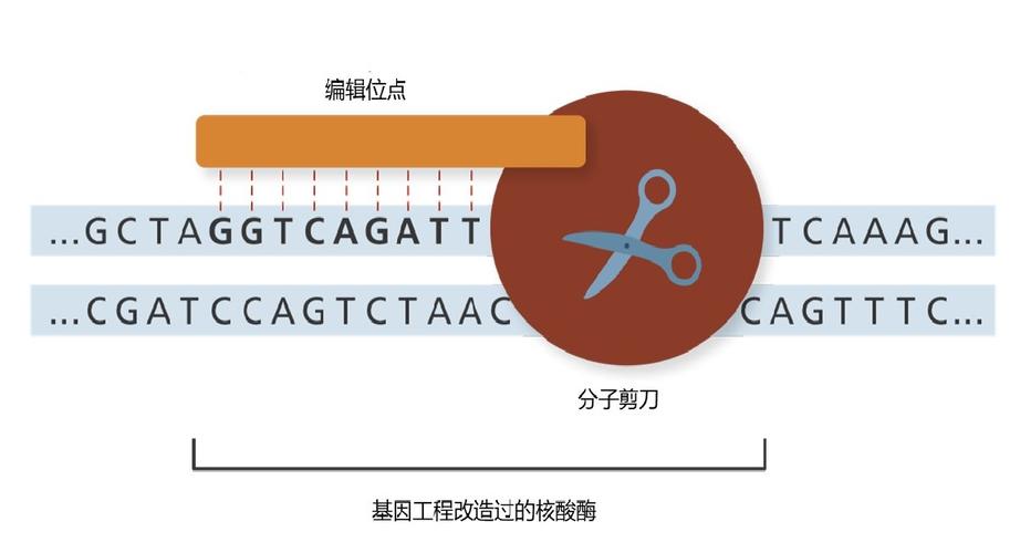 基因编辑保险（临床应用保障）（基因编辑危险在何处）
