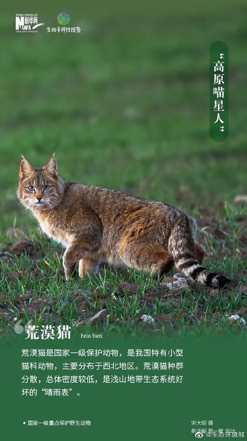 生物多样性保护（COP15后续）（cop15生物多样性大会安保）