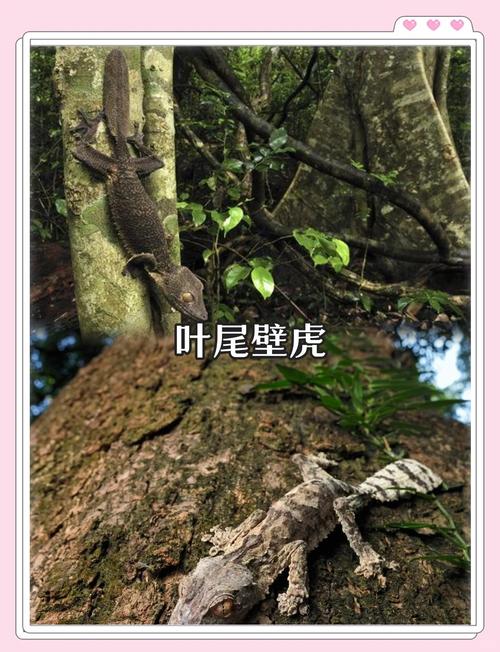 动物伪装术(动物伪装术视频)