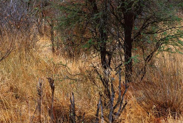 动物伪装术(动物伪装术视频)