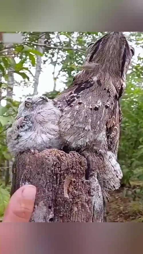 动物伪装术(动物伪装术视频)