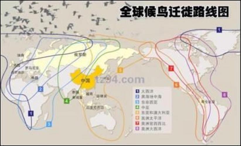 鸟类迁徙(鸟类迁徙之谜)