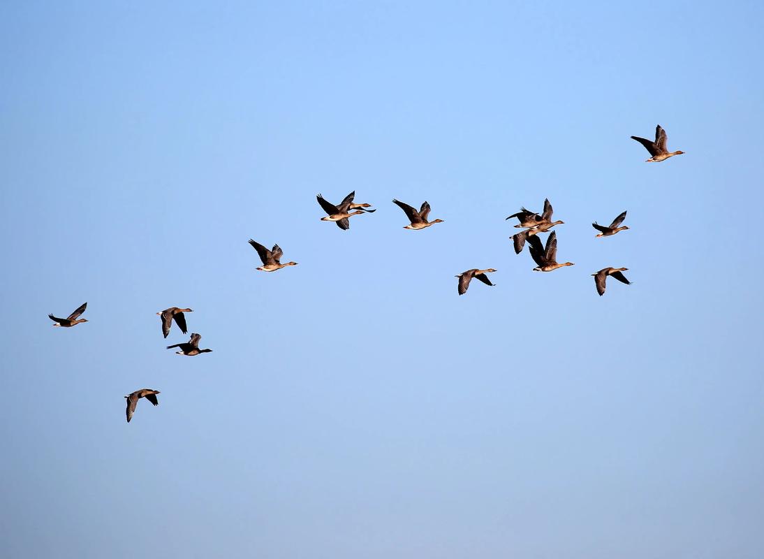 鸟类迁徙(鸟类迁徙之谜)