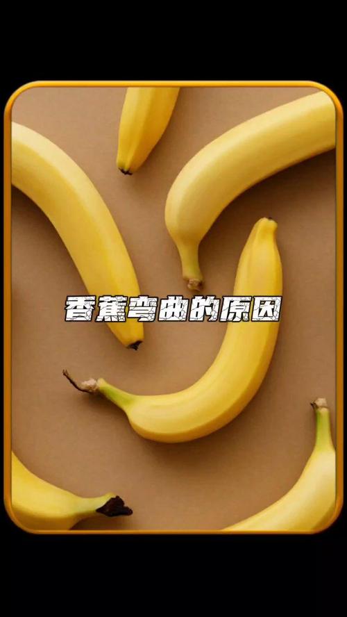 香蕉为什么是弯的?(香蕉为啥是弯的段子)