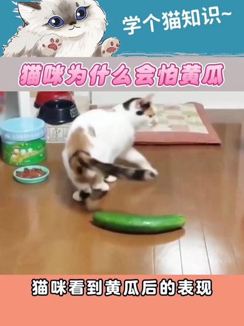 猫为什么怕黄瓜?(猫为什么怕黄瓜呢怎么回事)