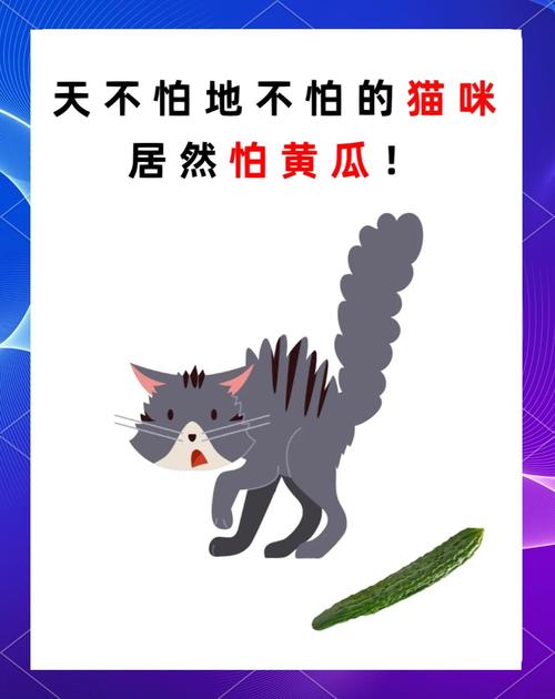 猫为什么怕黄瓜?(猫为什么怕黄瓜呢怎么回事)