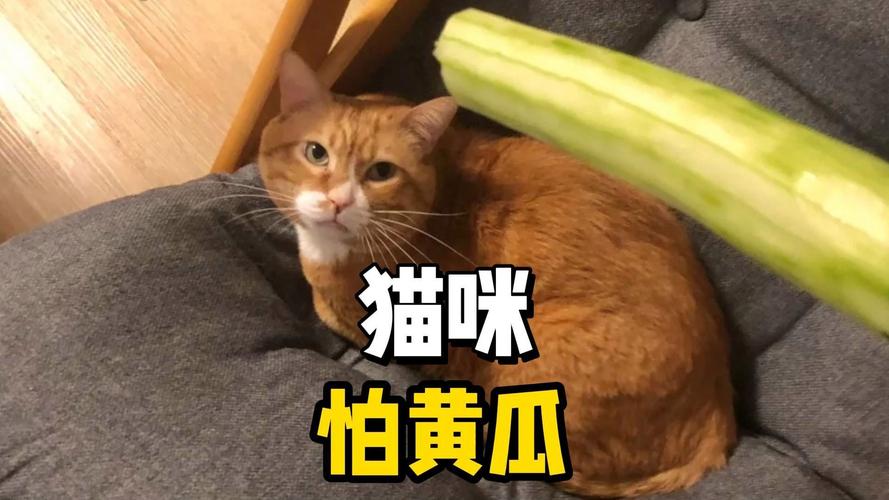 猫为什么怕黄瓜?(猫为什么怕黄瓜呢怎么回事)