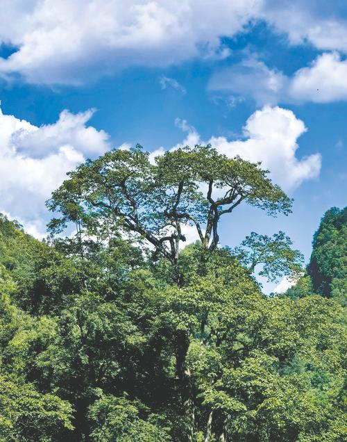 植物通讯(植物通讯设备)