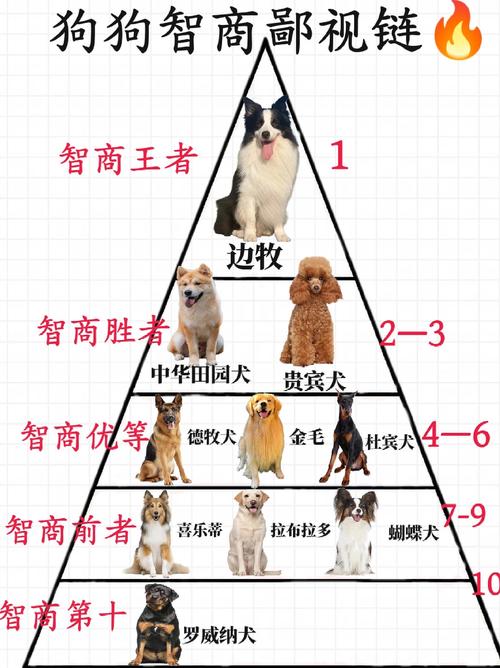 动物智商(动物智商排名)