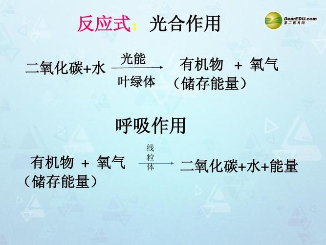 植物光合作用(植物光合作用公式)