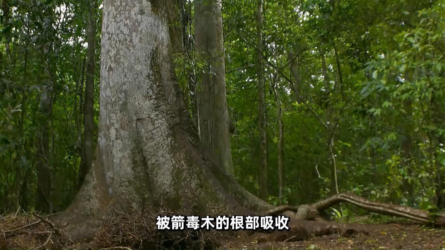 植物防御机制(植物防御包括什么)