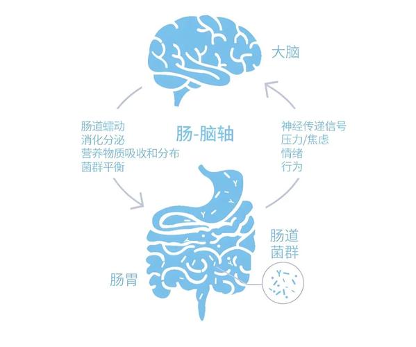 第二大脑构建指南用好你的数字笔记系统(第二大脑是什么)